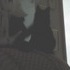 Shiloh the cat.
